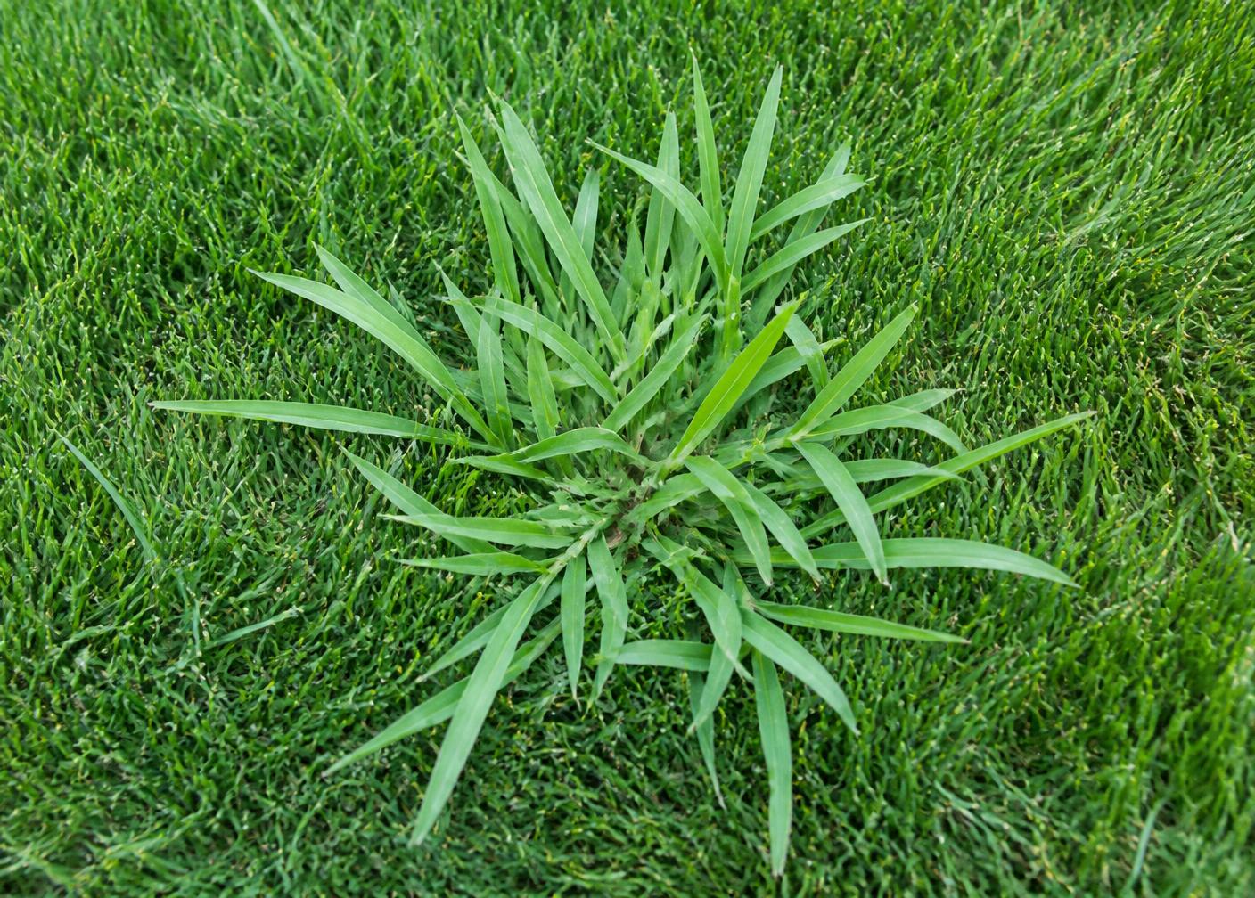 Close-up of a crabgrass clump spreading low across a Lancaster County lawn