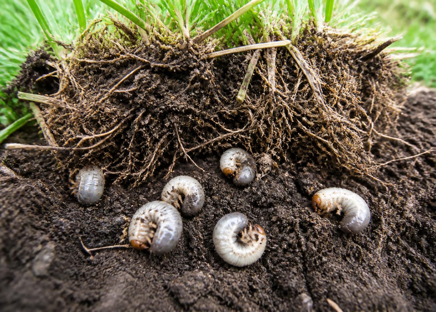 Close-up of white grub larvae exposed in soil beneath lifted turf, the larvae stage of Japanese beetles and masked chafers