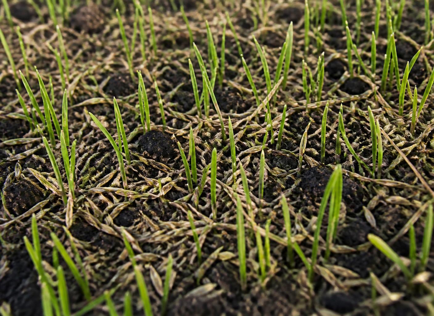 New grass seedlings emerging through soil and seed after overseeding
