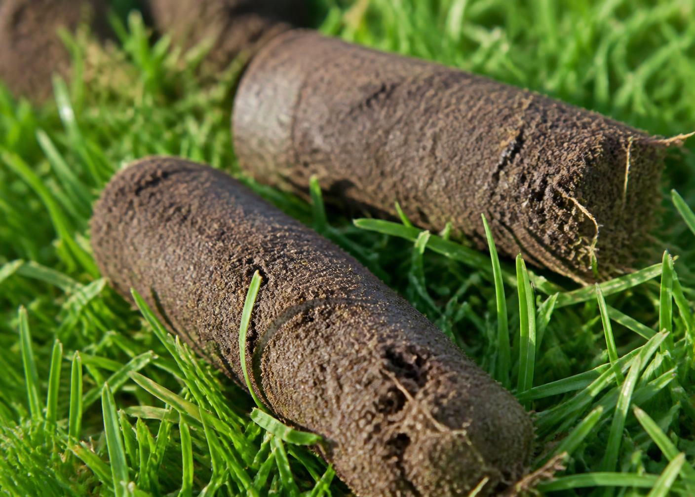 Soil cores pulled from a lawn during core aeration
