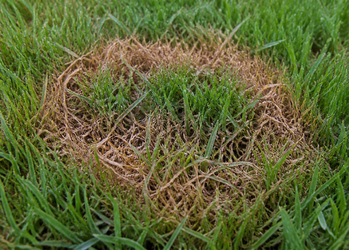 Close-up of a circular brown patch symptom in cool-season lawn turf with tan lesions on grass blades