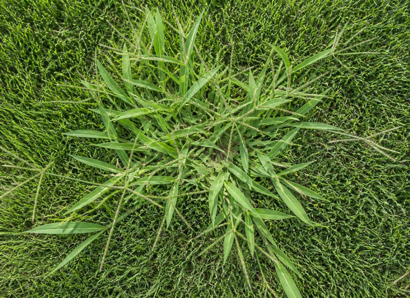 Coarse crabgrass plant spreading through a fine-bladed lawn