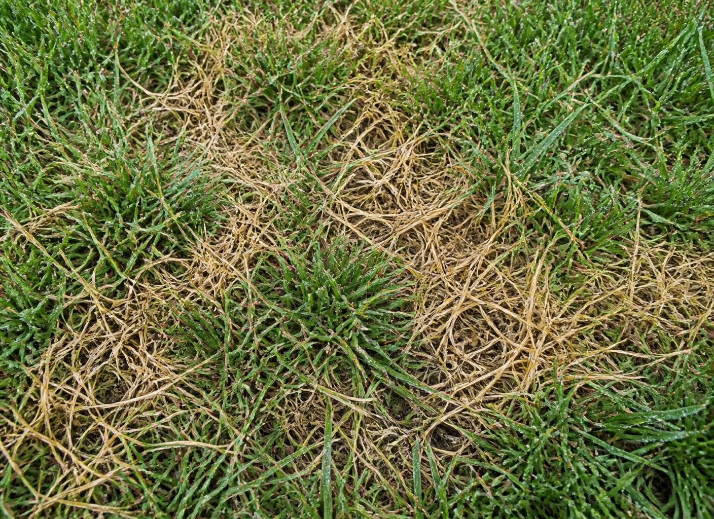 Irregular straw-brown disease patches within green turfgrass with dew on the blades