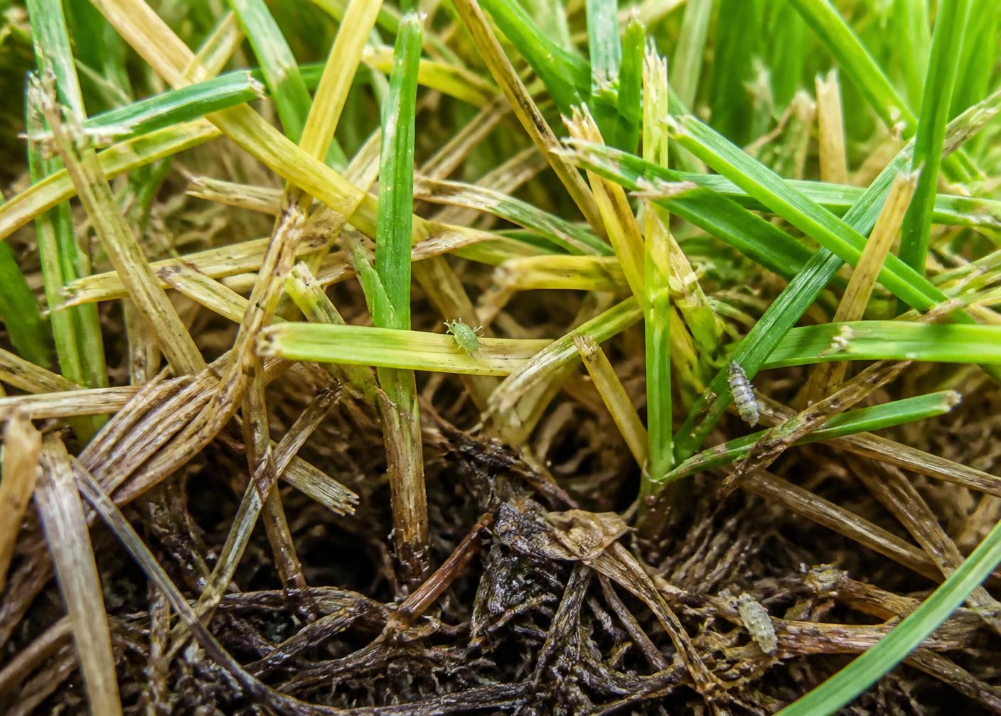 Close-up of turf canopy showing yellowing grass blades and small surface-feeding insects near the thatch layer