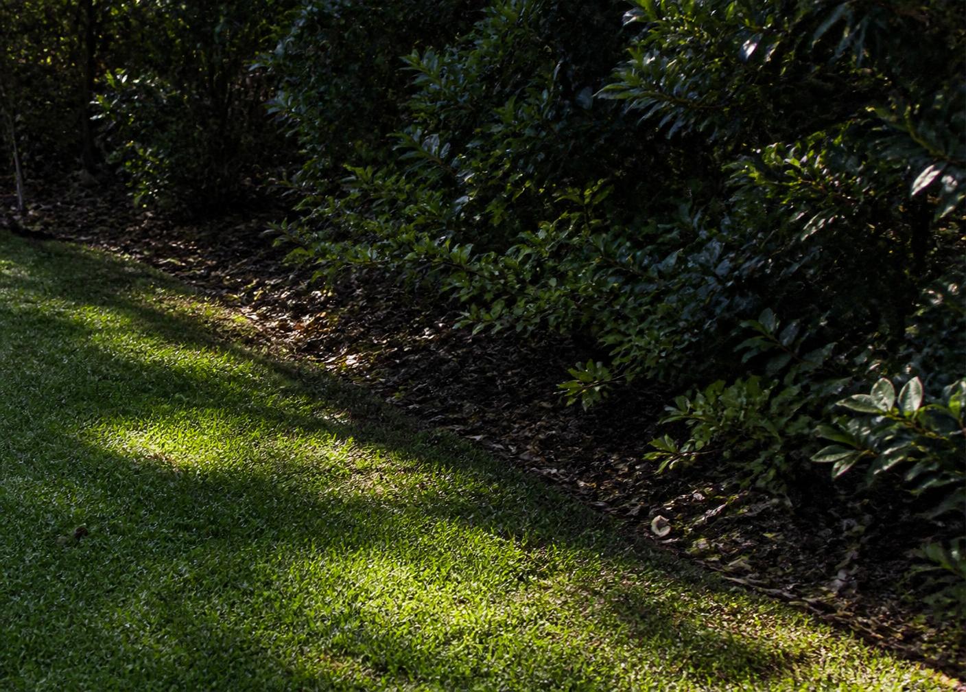 Shaded transition between a maintained lawn and dense landscaping where outdoor pests may be encountered